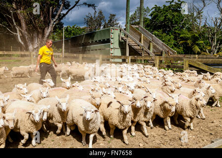 A Sheep Farmer Herds Sheep On To A Lorry, Sheep Farm, Pukekohe, New Zealand Stock Photo