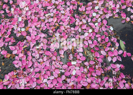 Pink spring blossom that has fallen from the trees and lies on the road, tarmac and pathways. Stock Photo