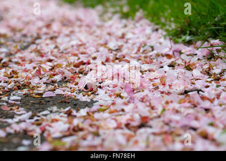 Pink spring blossom that has fallen from the trees and lies on the road, tarmac and pathways. Stock Photo