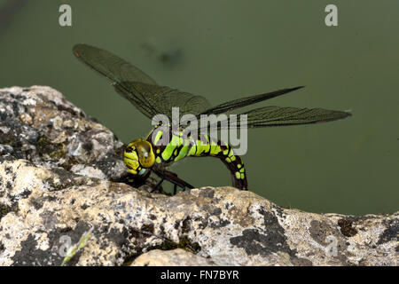 Southern hawker (Aeshna cyanea) ovipositing. Large female insect in the order Odonata, family Aeshnidae, laying eggs by pond Stock Photo