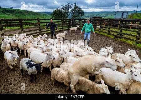 Two Sheep Farmers Herding Sheep, Sheep Farm, Pukekohe, New Zealand Stock Photo