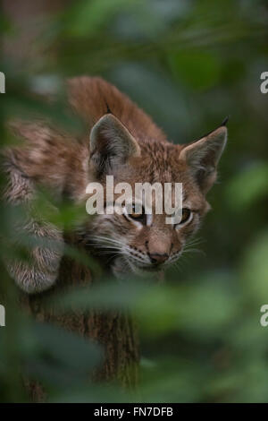 Eurasian Lynx / Eurasischer Luchs ( Lynx lynx ), playful cute cub, hidden in a bush, watches secretly through green foliage. Stock Photo