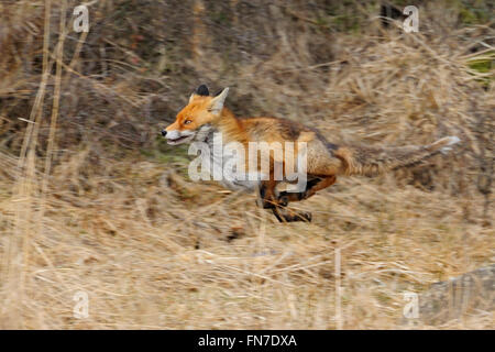 Red Fox ( Vulpes vulpes ) on the run along the edge of a forest, through reed grass, fleeing animal, in motion, panning shot. Stock Photo