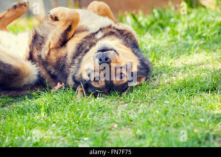 Dog lying on the back on the grass Stock Photo