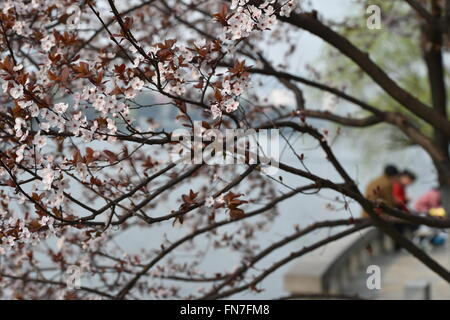 Hefei, China's Anhui Province. 13th Mar, 2016. People chat at the Huancheng Park in Hefei, capital of east China's Anhui Province, March 13, 2016. Spring scenery attracts visitors as the temperature climbs up across China. © Yang Xiaoyuan/Xinhua/Alamy Live News Stock Photo