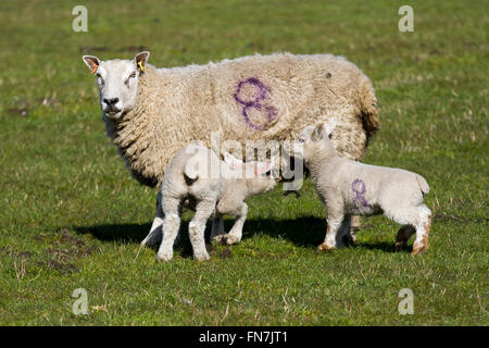 Burscough, Southport, Merseyside, UK 14th March, 2016. UK Weather. Warming up with widespread sunshine developing.   Dorset ewe with twin lambs at the Windmill Animal Farm. Dorset Sheep the only sheep breed that can breed all year around - ideal for controlling lambing times to coincide with school holidays and half terms.  Credit:  Mar Photographics/Alamy Live News. Stock Photo