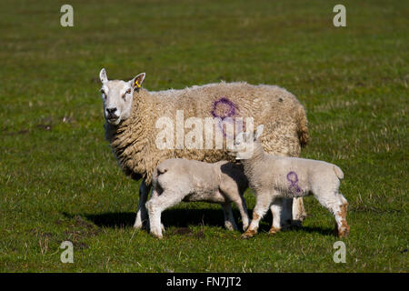 Burscough, Southport, Merseyside, UK 14th March, 2016. UK Weather. Warming up with widespread sunshine developing.   Dorset ewe with twin lambs at the Windmill Animal Farm. Dorset Sheep the only sheep breed that can breed all year around - ideal for controlling lambing times to coincide with school holidays and half terms.  Credit:  Mar Photographics/Alamy Live News. Stock Photo