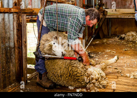 Sheep Crotching At A Sheep Farm, Pukekohe, New Zealand Stock Photo