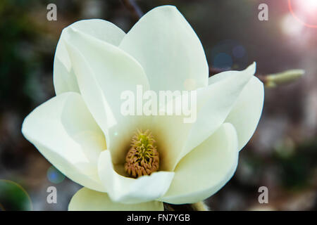 Blossoming white of magnolia flowers in spring time Stock Photo