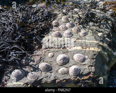 Limpets on a rock  with dry bladderwrack, at low tide,  Hannafore, Looe, Cornwall. Stock Photo