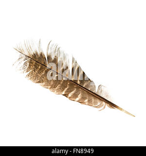 Turkey feather on a white background. Stock Photo