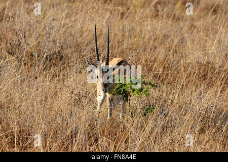 Africa: Kenya: A Thomson Gazelle feasts on the fresh foliage of an ant filled Whistling Thorn (Acacia drepanolobium) tree Stock Photo