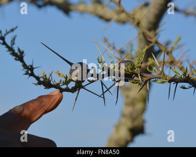 AFRICA: KENYA: Pointed out by a ranger, an ant filled Whistling Thorn (Acacia drepanolobium) tree in Nairobi National Park Stock Photo