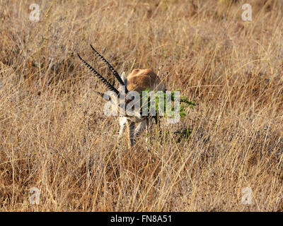 Africa: Kenya: A Thomson Gazelle feasts on the fresh foliage of an ant filled Whistling Thorn (Acacia drepanolobium) tree Stock Photo