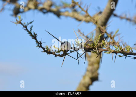 AFRICA: KENYA: An ant filled Whistling Thorn (Acacia drepanolobium) tree in Nairobi National Park Stock Photo