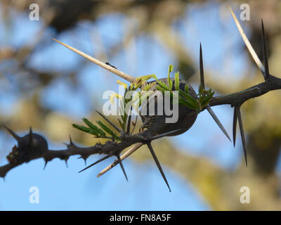 AFRICA: KENYA: An ant filled Whistling Thorn (Acacia drepanolobium) tree in Nairobi National Park Stock Photo