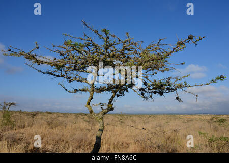 AFRICA: KENYA: An ant filled Whistling Thorn (Acacia drepanolobium) tree in Nairobi National Park Stock Photo