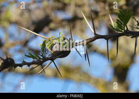 AFRICA: KENYA: An ant filled Whistling Thorn (Acacia drepanolobium) tree in Nairobi National Park Stock Photo