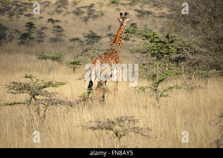 AFRICA: KENYA: A giraffe feasts on the fresh flowers of ant filled Whistling Thorn (Acacia drepanolobium) trees in Nairobi park Stock Photo