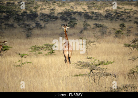 Africa: Kenya: A Giraffe wanders past ant filled Whistling Thorn (Acacia drepanolobium) tree in Nairobi National Park Stock Photo