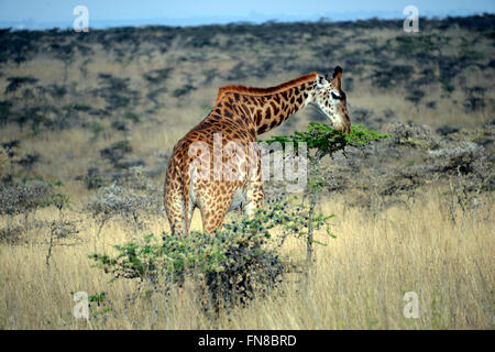 AFRICA: KENYA: A giraffe feasts on the fresh flowers of ant filled Whistling Thorn (Acacia drepanolobium) trees in Nairobi park Stock Photo