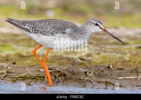 Spotted Redshank (Tringa erythropus), adult in winter plumage walking on the mud, Campania, Italy Stock Photo