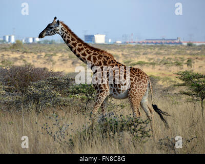 AFRICA: KENYA: Set against the backdrop of the city of Nairobi, a giraffe wanders through ant filled Whistling Thorn Stock Photo