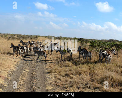 Africa: Kenya: Flanked by ant filled Whistling Thorn Acacia drepanolobium trees, a herd of Zebra pause to eat in Nairobi Park Stock Photo