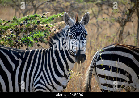 Africa: Kenya: Flanked by ant filled Whistling Thorn (Acacia drepanolobium) trees, Two Zebra pause to eat in Nairobi National Pa Stock Photo