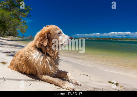 Smart looking golden retriever resting on the beach after the swim Stock Photo