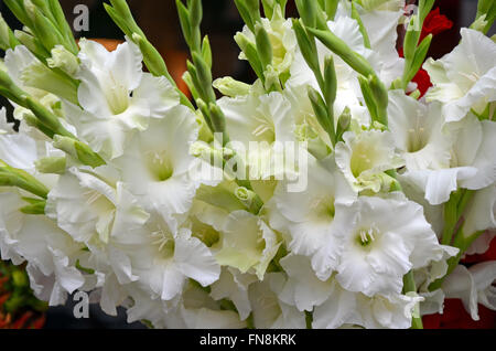 Beautiful white gladiola floral arrangement Stock Photo