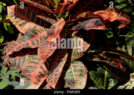 Codiaeum variegatum var. pictum, evergreen ornamental shrub with thick green leaves with purplish yellow veins and patches Stock Photo