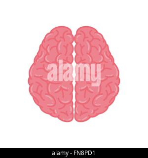 Vector Illustration of Human Brain in Pink Color Stock Vector