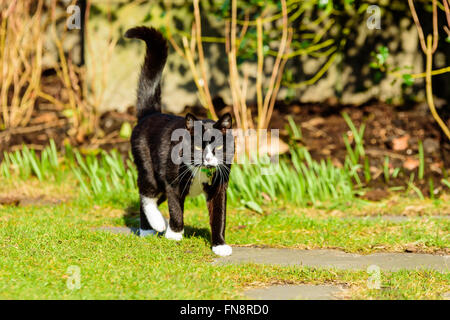 An adorable house cat walking towards you with its tail up in the air. Large white whiskers contrast against the dark brown, alm Stock Photo