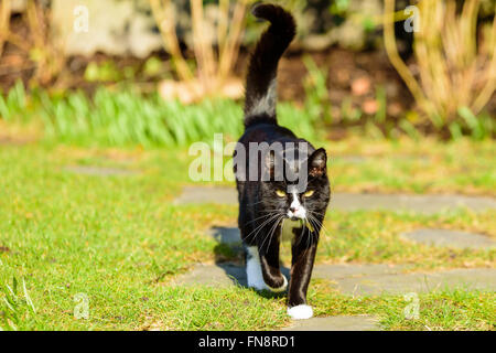 An adorable house cat walking towards you with its tail up in the air. Large white whiskers contrast against the dark brown, alm Stock Photo