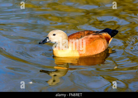 South African shelduck or Cape shelduck (Tadorna cana) swimming on water. Adult male in close up. Stock Photo