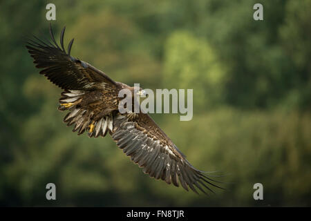 White tailed Eagle / Sea Eagle  ( Haliaeetus albicilla ), immature, in flight just before landing, in front of green woods. Stock Photo