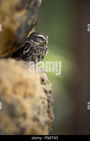 Little Owl / Minervas Owl / Steinkauz ( Athene noctua ), perched in a wall of rocks, sunbathing in natural habitat, half hidden. Stock Photo