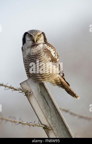 Northern Hawk Owl ( Surnia ulula ), rare winter guest in Western Europe, perched on a fence pole in front of clean background. Stock Photo