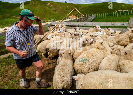 Sheep In A Pen Waiting To Be Counted and Weighed, Sheep Farm, Pukekohe, North Island, New Zealand Stock Photo