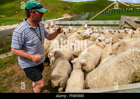 Sheep In A Pen Waiting To Be Counted and Weighed, Sheep Farm, Pukekohe, North Island, New Zealand Stock Photo