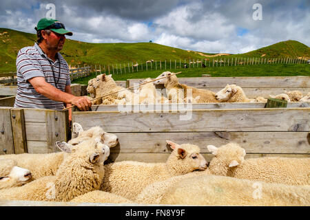 Sheep In A Pen Waiting To Be Counted and Weighed, Sheep Farm, Pukekohe, North Island, New Zealand Stock Photo