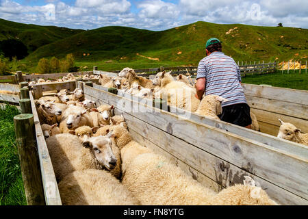 Sheep In A Pen Waiting To Be Counted and Weighed, Sheep Farm, Pukekohe, North Island, New Zealand Stock Photo