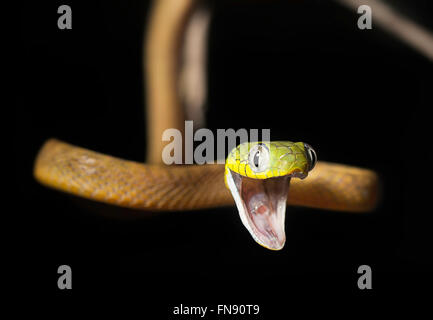 Gaping Green Cat Snake (Boiga cyanea), Malaysia Stock Photo