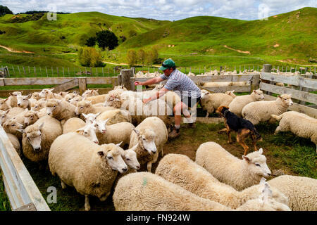 Sheep In A Pen Waiting To Be Counted and Weighed, Sheep Farm, Pukekohe, North Island, New Zealand Stock Photo