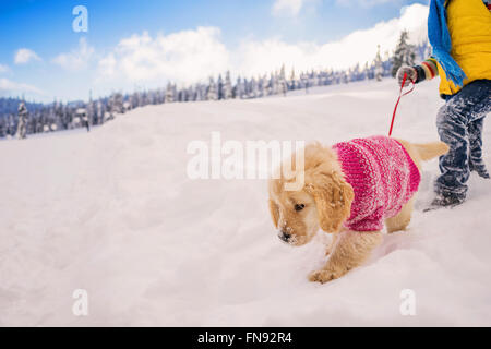Boy walking golden retriever puppy dog in the snow Stock Photo