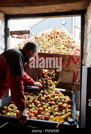 A family cider making business. Stock Photo
