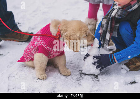 Golden retriever puppy dog wearing pink sweater licking mini snowman Stock Photo