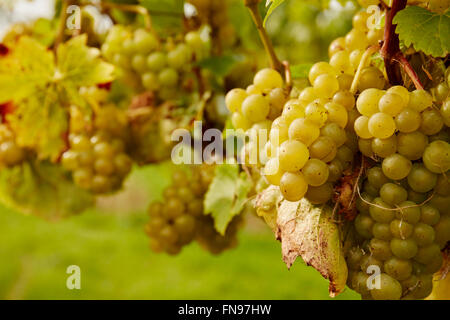 Bunches of green grapes hanging on the vine. Stock Photo