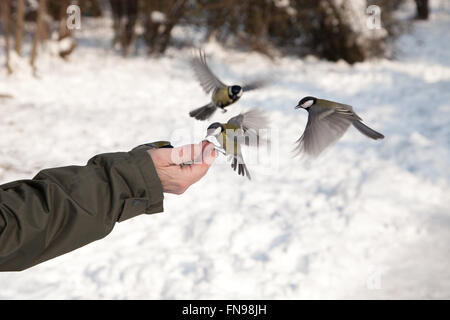 Man feeding birds in winter, Bulgaria Stock Photo